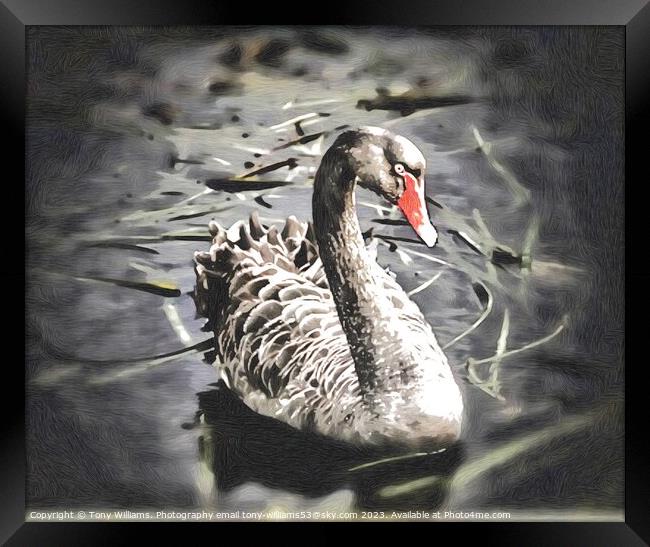 Black Swan Framed Print by Tony Williams. Photography email tony-williams53@sky.com