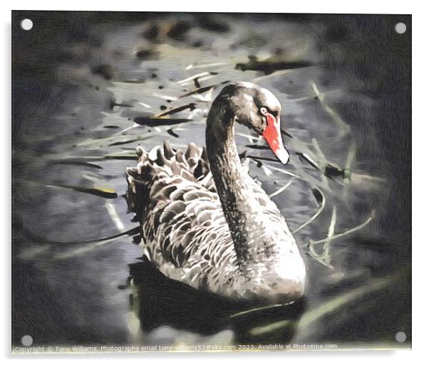 Black Swan Acrylic by Tony Williams. Photography email tony-williams53@sky.com