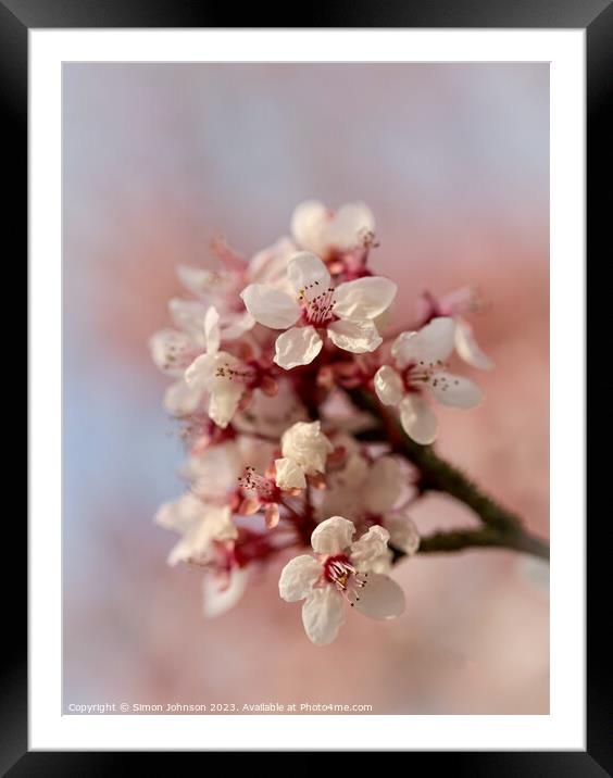 Spring blossom  Framed Mounted Print by Simon Johnson