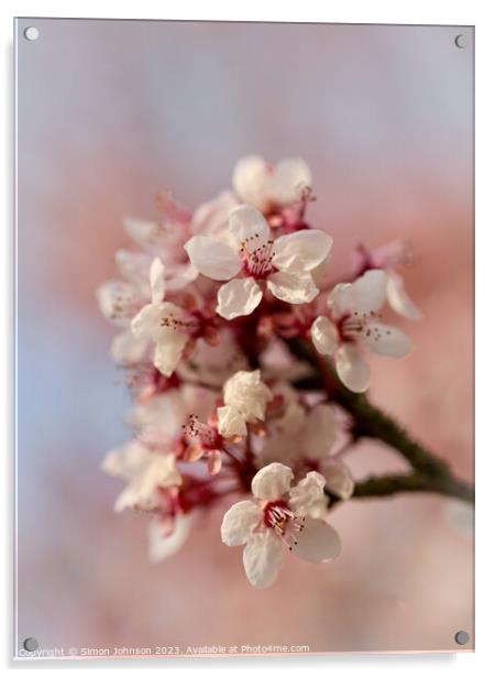 Spring blossom  Acrylic by Simon Johnson