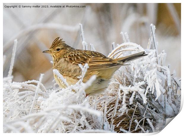 Melodic Skylark in Winter Heather Print by tammy mellor