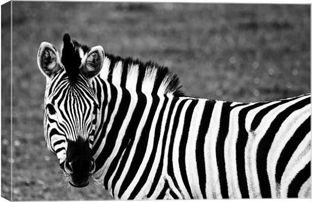 Damara Zebra Canvas Print by Steve Purnell