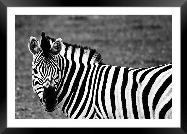 Damara Zebra Framed Mounted Print by Steve Purnell