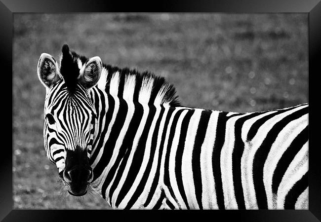 Damara Zebra Framed Print by Steve Purnell