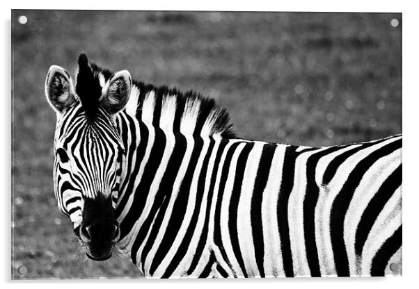 Damara Zebra Acrylic by Steve Purnell