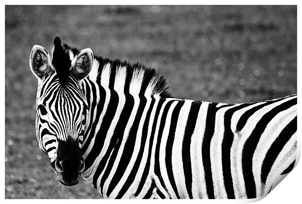 Damara Zebra Print by Steve Purnell