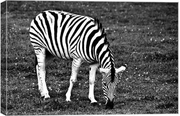 Majestic Damara Zebra in Monochrome Canvas Print by Steve Purnell
