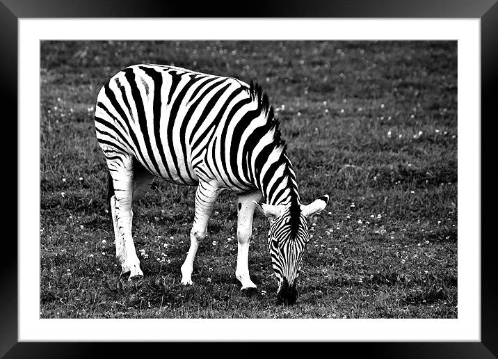 Majestic Damara Zebra in Monochrome Framed Mounted Print by Steve Purnell
