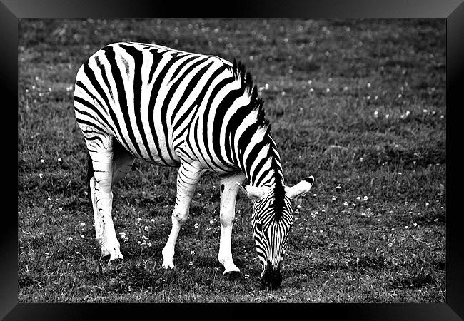 Majestic Damara Zebra in Monochrome Framed Print by Steve Purnell