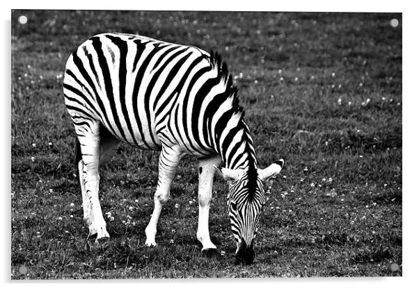 Majestic Damara Zebra in Monochrome Acrylic by Steve Purnell