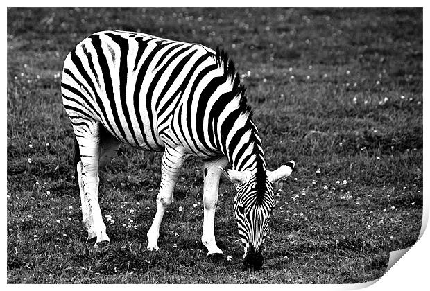 Majestic Damara Zebra in Monochrome Print by Steve Purnell