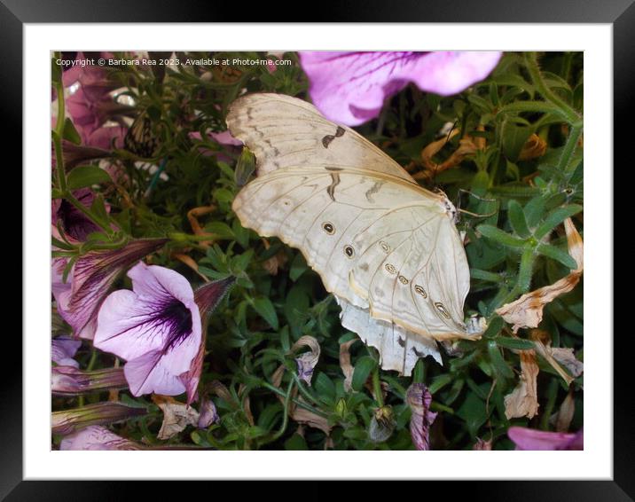 Plant flower Framed Mounted Print by Barbara Rea