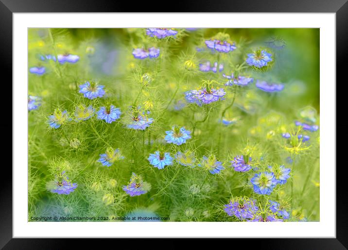 Love In A Mist Framed Mounted Print by Alison Chambers