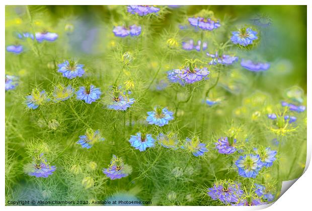 Love In A Mist Print by Alison Chambers