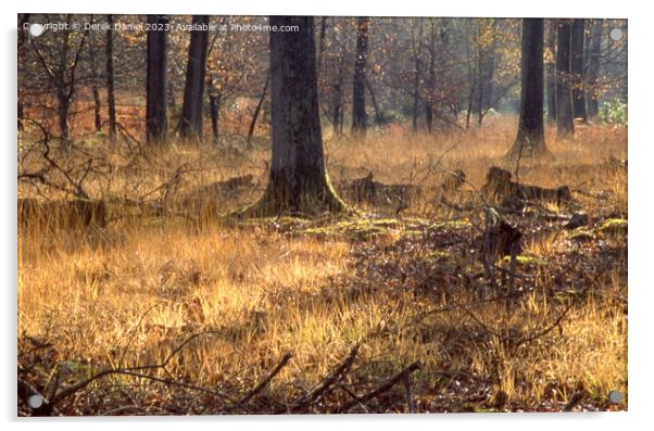Enchanted Autumn Woodland Acrylic by Derek Daniel