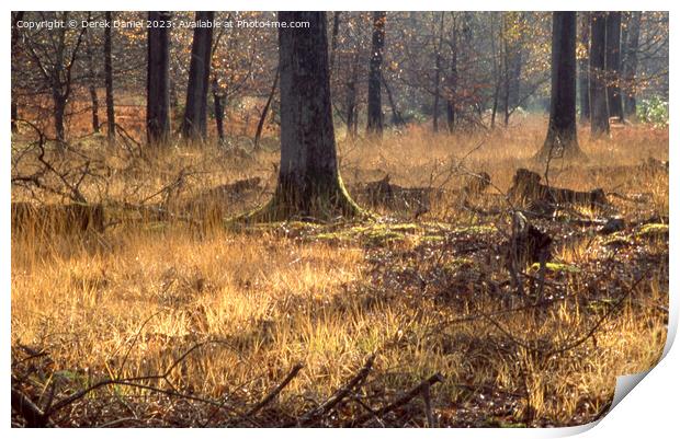 Enchanted Autumn Woodland Print by Derek Daniel