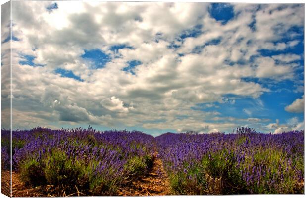 Purple Dreamland in the English Countryside Canvas Print by Andy Evans Photos