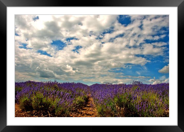 Purple Dreamland in the English Countryside Framed Mounted Print by Andy Evans Photos