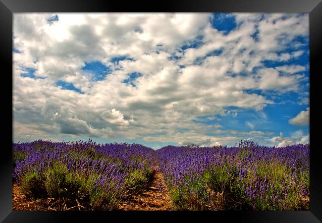 Purple Dreamland in the English Countryside Framed Print by Andy Evans Photos