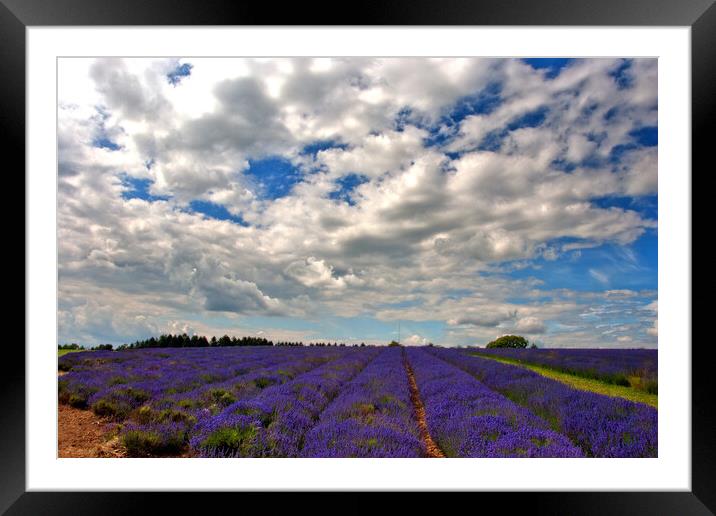 Lavender Field Summer Flowers Cotswolds England Framed Mounted Print by Andy Evans Photos
