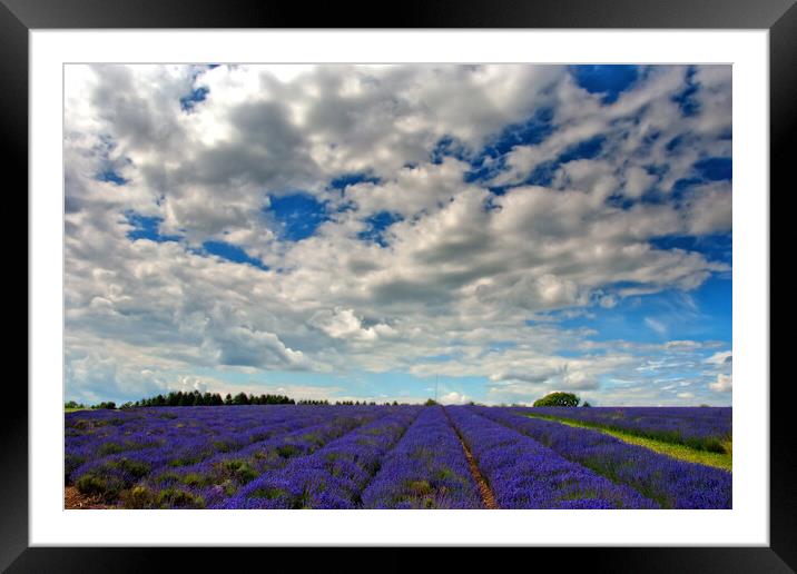 Lavender Field Summer Flowers Cotswolds England Framed Mounted Print by Andy Evans Photos