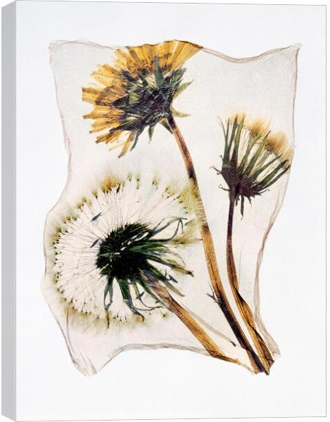 Timeless Beauty: A Pressed Dandelion Clock in Pola Canvas Print by Paul E Williams
