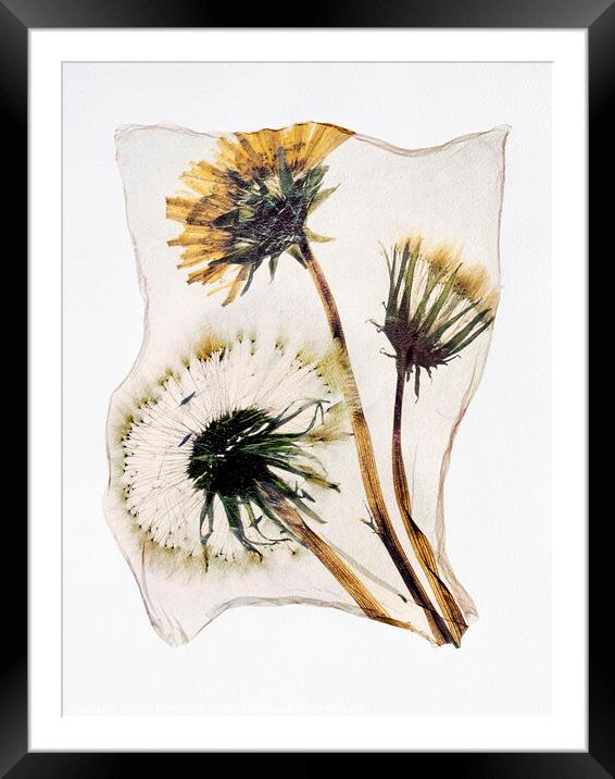 Timeless Beauty: A Pressed Dandelion Clock in Pola Framed Mounted Print by Paul E Williams