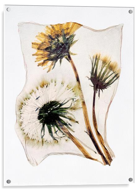 Timeless Beauty: A Pressed Dandelion Clock in Pola Acrylic by Paul E Williams