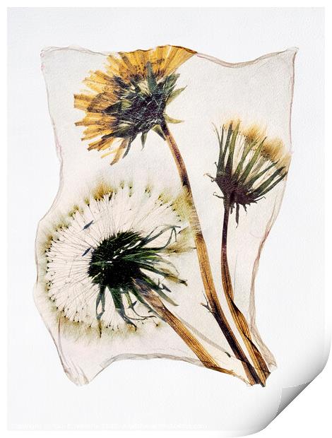 Timeless Beauty: A Pressed Dandelion Clock in Pola Print by Paul E Williams