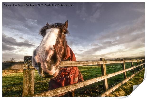 Horse in the field Print by Derrick Fox Lomax