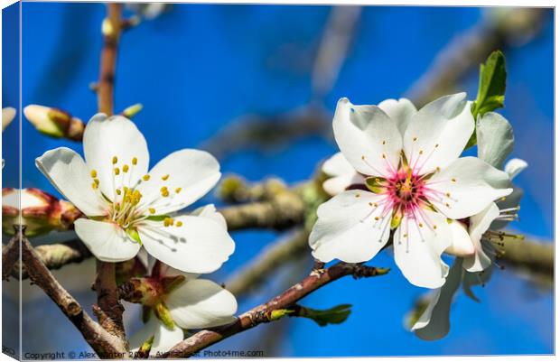 Close-up of white spring tree blossoms Canvas Print by Alex Winter