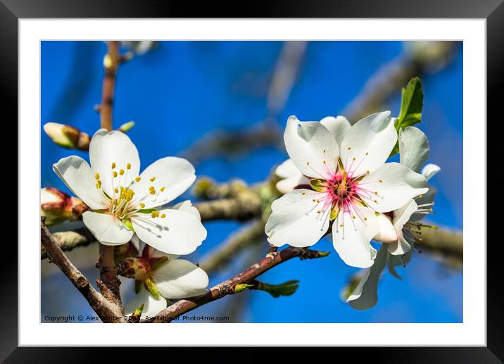 Close-up of white spring tree blossoms Framed Mounted Print by Alex Winter