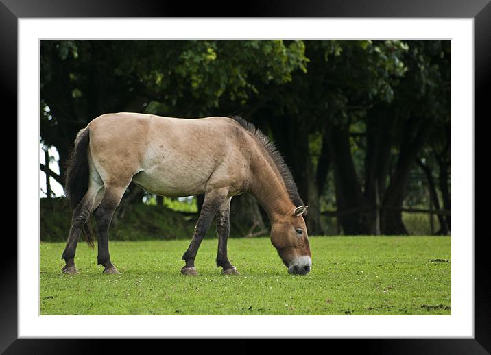 Przewalski horse Framed Mounted Print by Steve Purnell