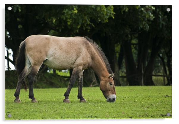 Przewalski horse Acrylic by Steve Purnell