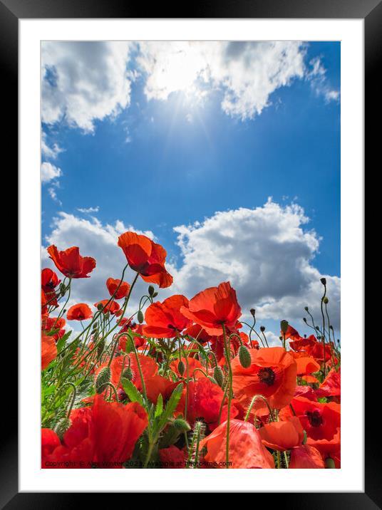 Red poppy field blue cloudy sky background Framed Mounted Print by Alex Winter