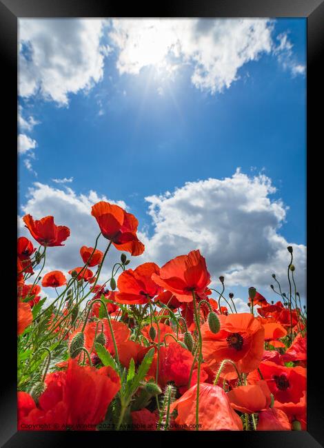 Red poppy field blue cloudy sky background Framed Print by Alex Winter