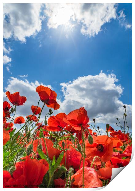 Red poppy field blue cloudy sky background Print by Alex Winter