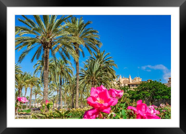 Palm trees Palma Framed Mounted Print by Alex Winter