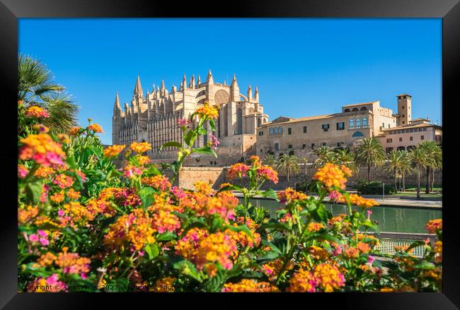 Beautiful view of Cathedral La Seu Framed Print by Alex Winter