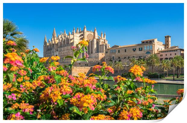 Beautiful view of Cathedral La Seu Print by Alex Winter