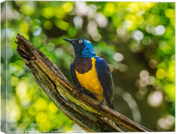 Blue Purple Golden Breasted Royal Starling Cosmopsarus Regius Canvas Print by William Perry