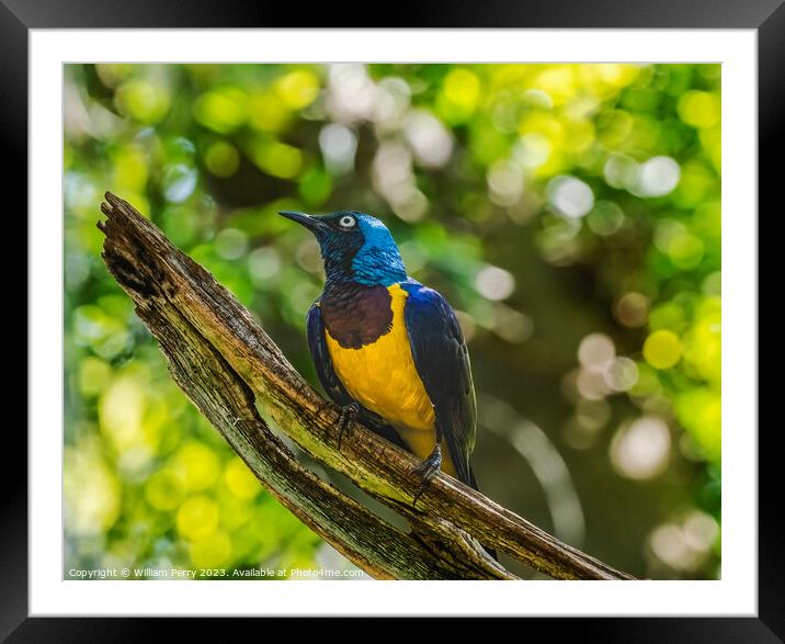 Blue Purple Golden Breasted Royal Starling Cosmopsarus Regius Framed Mounted Print by William Perry
