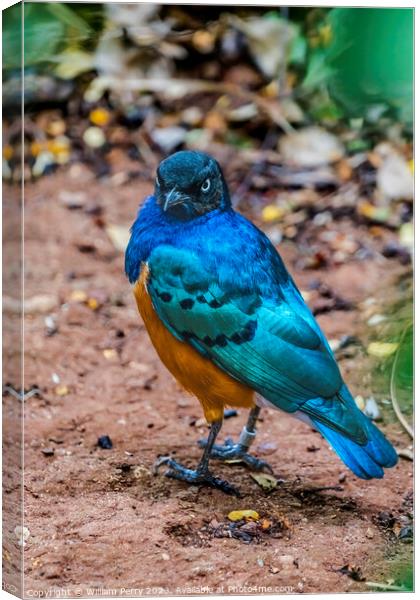 Blue Purple Orange Breasted Superb Starling  Canvas Print by William Perry