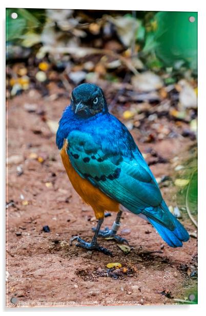 Blue Purple Orange Breasted Superb Starling  Acrylic by William Perry