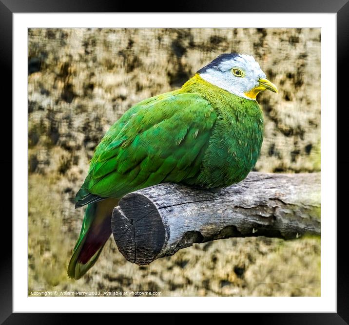 Male Black Napped Fruit Dove Framed Mounted Print by William Perry