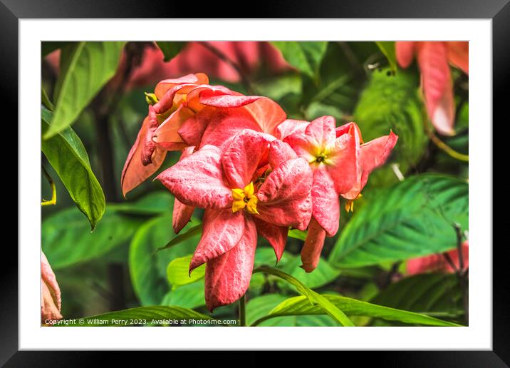 Pink Orange Agboy Flowers  Framed Mounted Print by William Perry