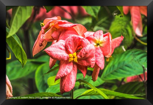 Pink Orange Agboy Flowers  Framed Print by William Perry