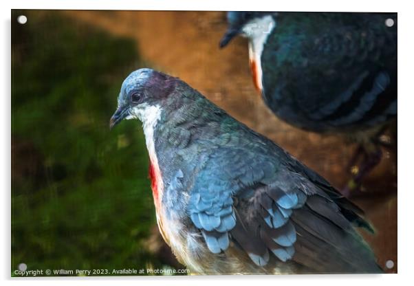 Luzon Bleeding-heart Doves Acrylic by William Perry