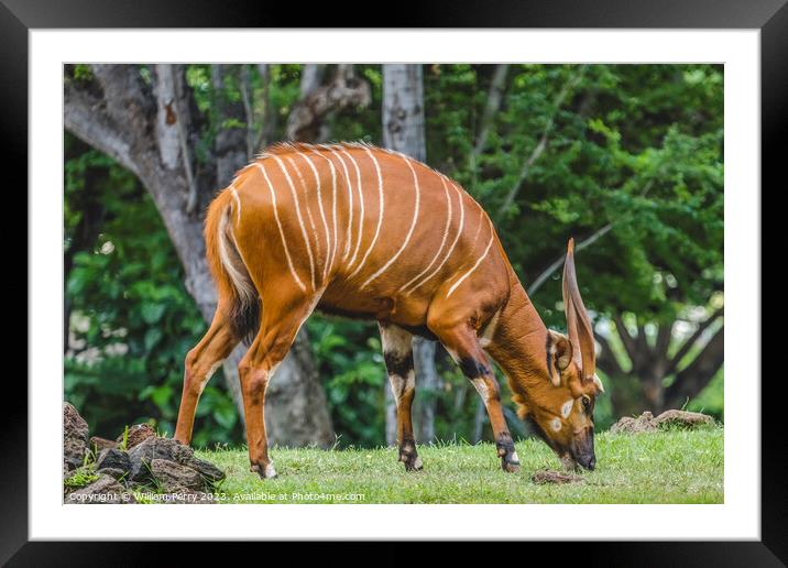 Brown White Stripes Bongo Antelope Grazing Framed Mounted Print by William Perry