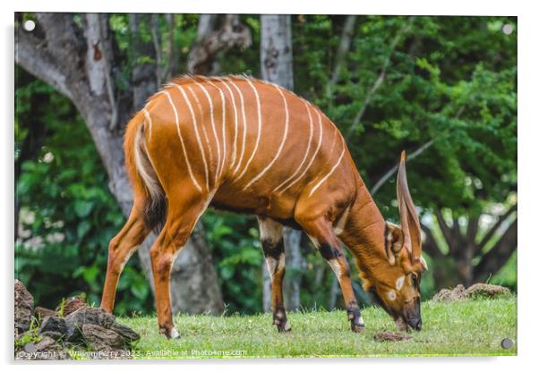 Brown White Stripes Bongo Antelope Grazing Acrylic by William Perry